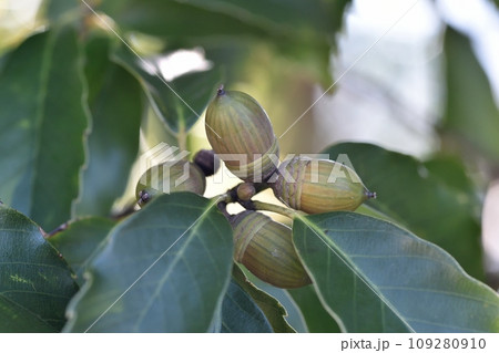 アラカシの実 109280910