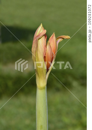Red Lion Amaryllis Red Lion Amaryllis 109281072