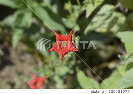 Brazilian red petunia 109281077