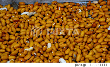 Raw organic kidney beans close up. Panorama Raw organic kidney beans close up. Panorama 109281111
