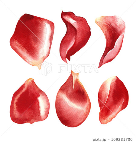 A set of red rose petals. Hand-drawn watercolor illustration. A design element of a flower card, an invitation for Valentine's Day, a wedding. For packaging and labels, posters and leaflets, banners. 109281700