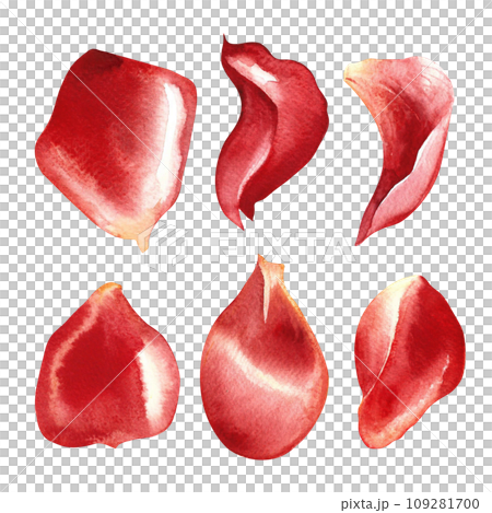 A set of red rose petals. Hand-drawn watercolor illustration. A design element of a flower card, an invitation for Valentine's Day, a wedding. For packaging and labels, posters and leaflets, banners. A set of red rose petals. Hand-drawn watercolor illustration. A design element of a flower card, an invitation for Valentine's Day, a wedding. For packaging and labels, posters and leaflets, banners. 109281700