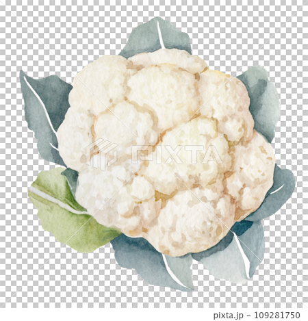 Cauliflower Drawing High-Res Vector Graphic - Getty Images