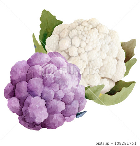 watercolor drawing of cauliflower 109281751