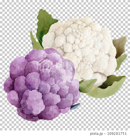watercolor drawing of cauliflower 109281751