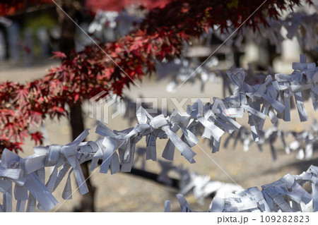 少林山達磨寺　結ばれた御神籤 109282823
