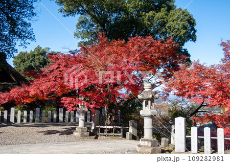 少林山達磨寺　境内の紅葉　高崎市 109282981