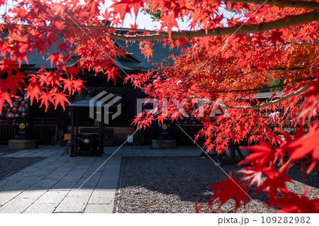 少林山達磨寺　境内の紅葉　高崎市 109282982