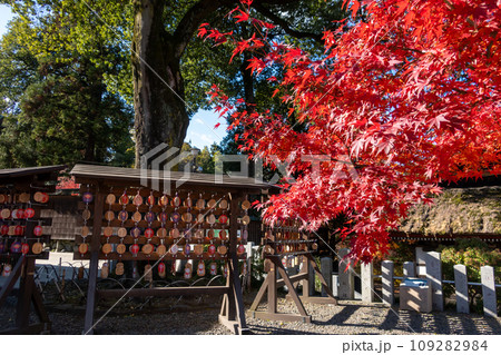 少林山達磨寺　境内の紅葉　高崎市 109282984