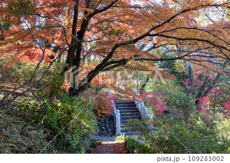 少林山達磨寺　境内の紅葉　高崎市 109283002