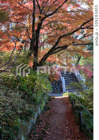 少林山達磨寺　境内の紅葉　高崎市 109283003
