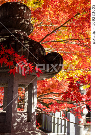 少林山達磨寺 境内の紅葉 高崎市 少林山達磨寺 境内の紅葉 高崎市 109283005