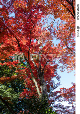 少林山達磨寺　境内の紅葉　高崎市 109283080