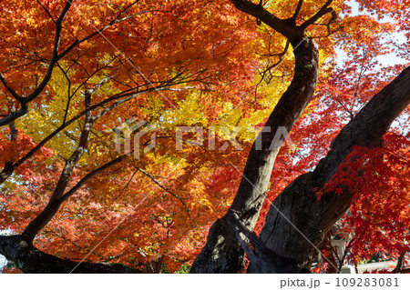 少林山達磨寺　境内の紅葉　高崎市 109283081