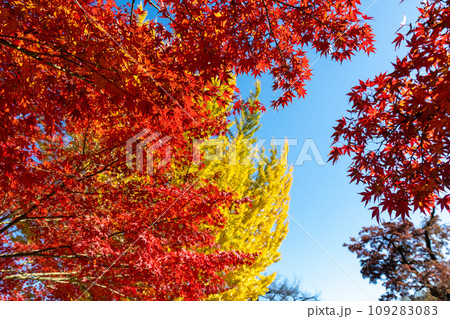 少林山達磨寺　境内の紅葉　高崎市 109283083