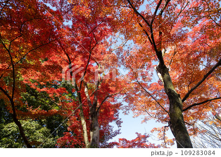 少林山達磨寺 境内の紅葉 高崎市 少林山達磨寺 境内の紅葉 高崎市 109283084
