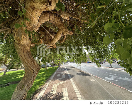 Shady street with bike path Shady street with bike path 109283215