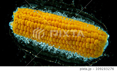 Freeze motion shot of falling corn cob into water, underwater view Freeze motion shot of falling corn cob into water, underwater view 109283276