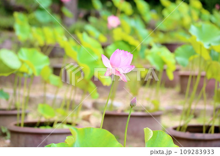 ハスの花 ハスの花 109283933