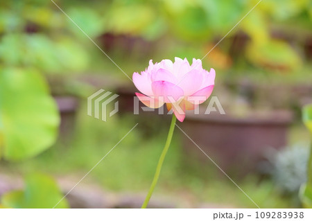ハスの花 109283938