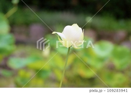ハスの花 ハスの花 109283941
