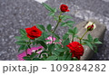 赤いばら 109284282