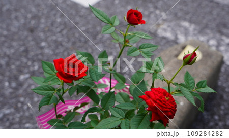 赤いばら 109284282