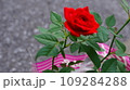 赤いばら 109284288
