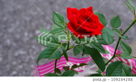 赤いばら 109284288