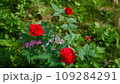赤いばら 109284291