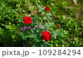 赤いばら 109284294