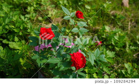 赤いばら 109284294