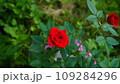 赤いばら 109284296