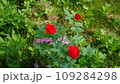 赤いばら 109284298