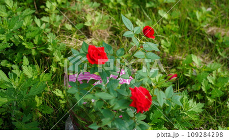 赤いばら 109284298