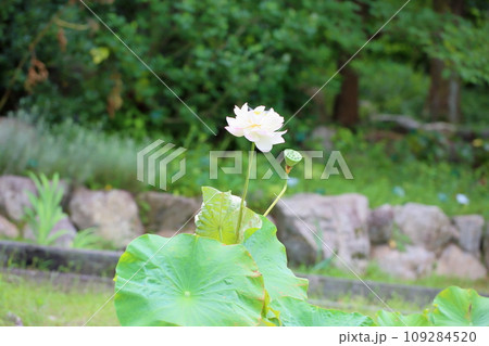 ハスの花 109284520