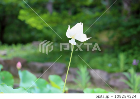 ハスの花　咲始め 109284524