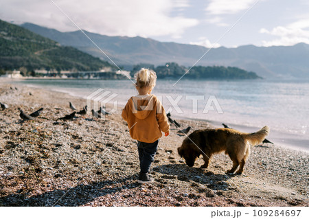 Little girl stands with a dog on a pebble beach and looks at the pigeons. Back view Little girl stands with a dog on a pebble beach and looks at the pigeons. Back view 109284697
