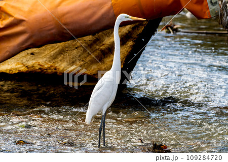 水辺のダイサギ 109284720