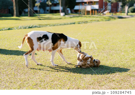 Mom dog plays with her puppies on a green meadow Mom dog plays with her puppies on a green meadow 109284745