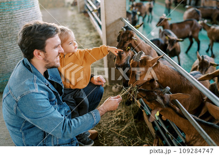 Little girl points to a goat eating hay from her father hand Little girl points to a goat eating hay from her father hand 109284747