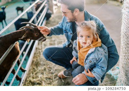 Little girl sits on the knee of her squatting dad stroking a goat in a paddock and looks up Little girl sits on the knee of her squatting dad stroking a goat in a paddock and looks up 109284750