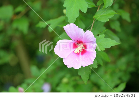 ムクゲの花 ムクゲの花 109284801