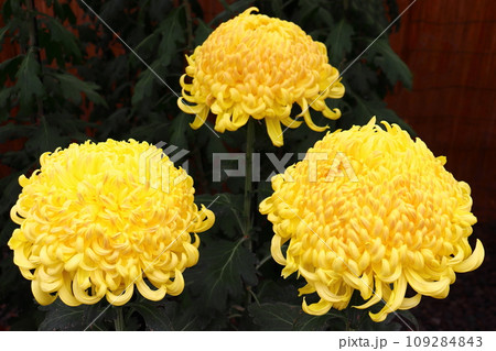 菊の花が咲いています（三本仕立て） 109284843