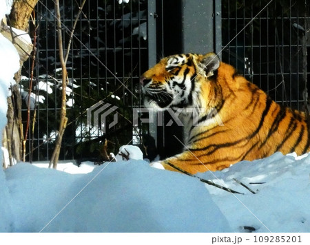 人気者のアムールトラ 人気者のアムールトラ 109285201