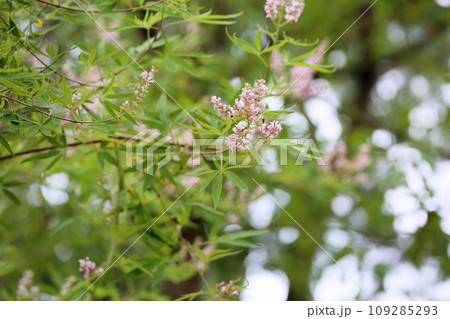 セイヨウニンジンボクの花 109285293
