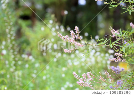 セイヨウニンジンボクの花 109285296