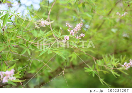 セイヨウニンジンボクの花 セイヨウニンジンボクの花 109285297