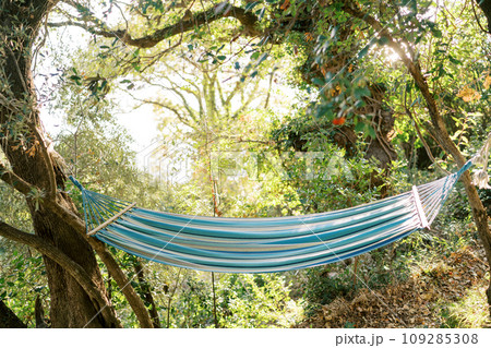 Fabric hammock hangs between trees in a green garden Fabric hammock hangs between trees in a green garden 109285308