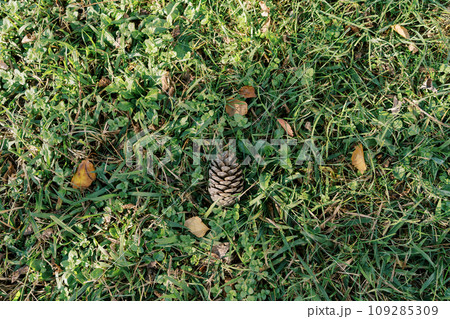 Fir cone lies on green grass among yellow leaves 109285309